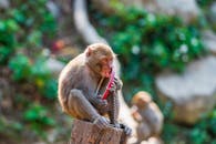 Selective Focus Photo of a Macaque Licking a Mirror