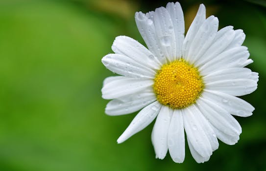 White Daisy