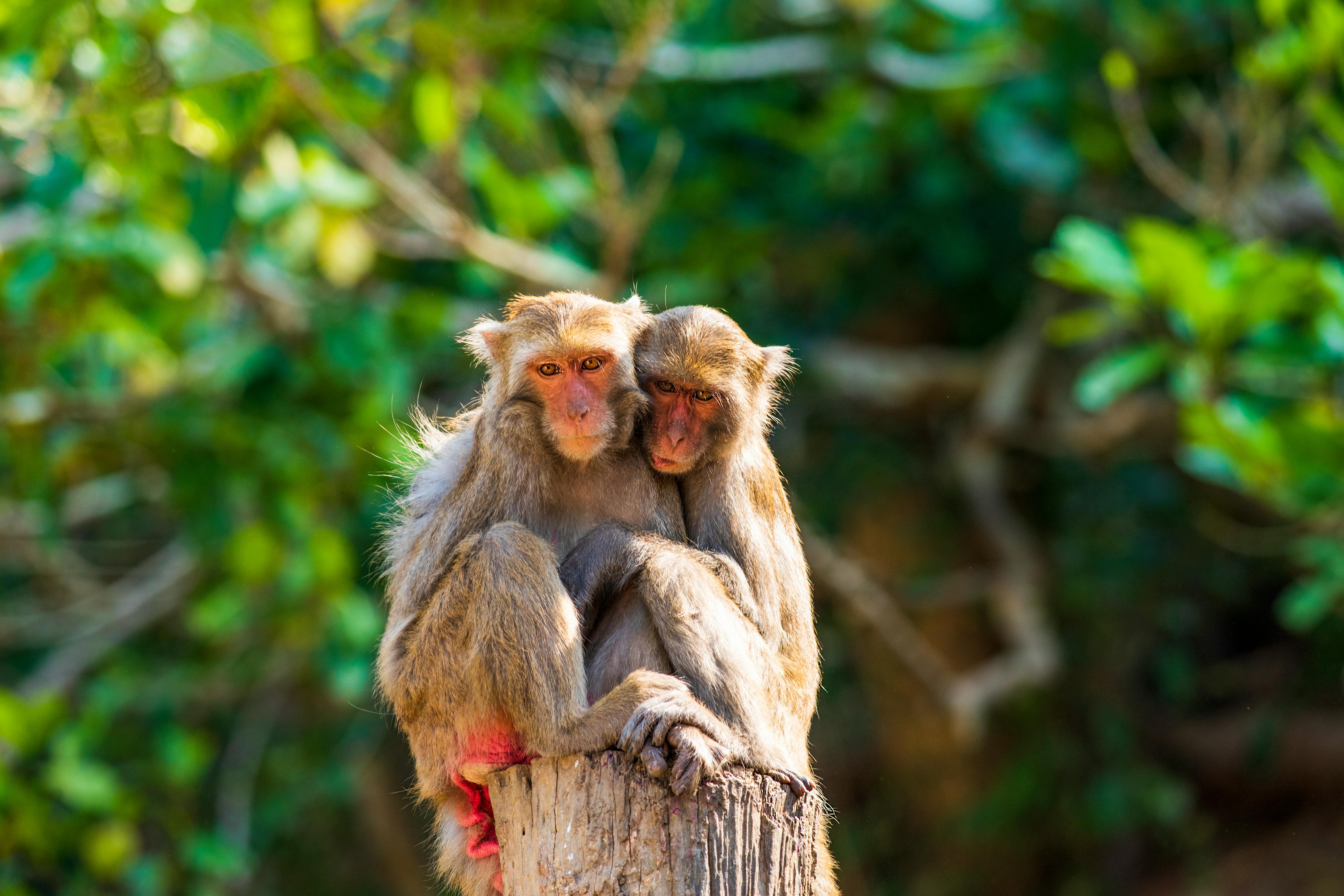 Close-up of two macaques cuddling on a tree stump in a forest setting, Taichung, Taiwan.