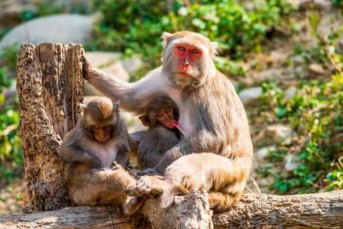 Free A group of rhesus macaques sitting on a tree branch in a natural setting. Perfect for wildlife photography enthusiasts. Stock Photo