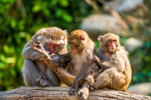 Monkeys Sitting on a Tree Branch