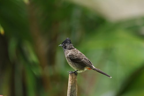 Free Red-Vented Bulbul Bird Perched on a Piece of Wood Stock Photo
