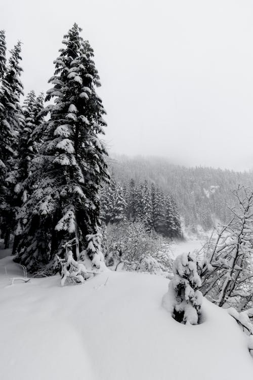 Immagine gratuita di albero, congelato, coperto di neve