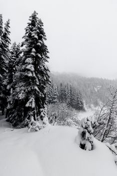 Peaceful winter scene of snow-covered trees in a forest, capturing the essence of a winter wonderland.