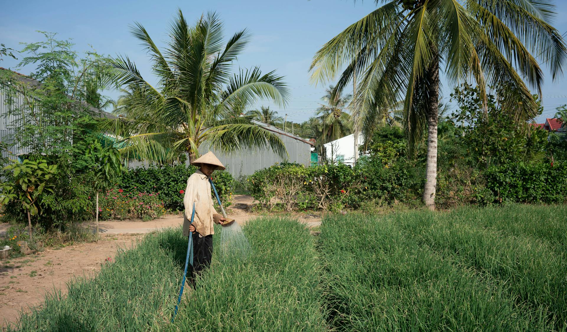 Farmer watering crops amidst palm trees in rural Thailand. Peaceful countryside scene.