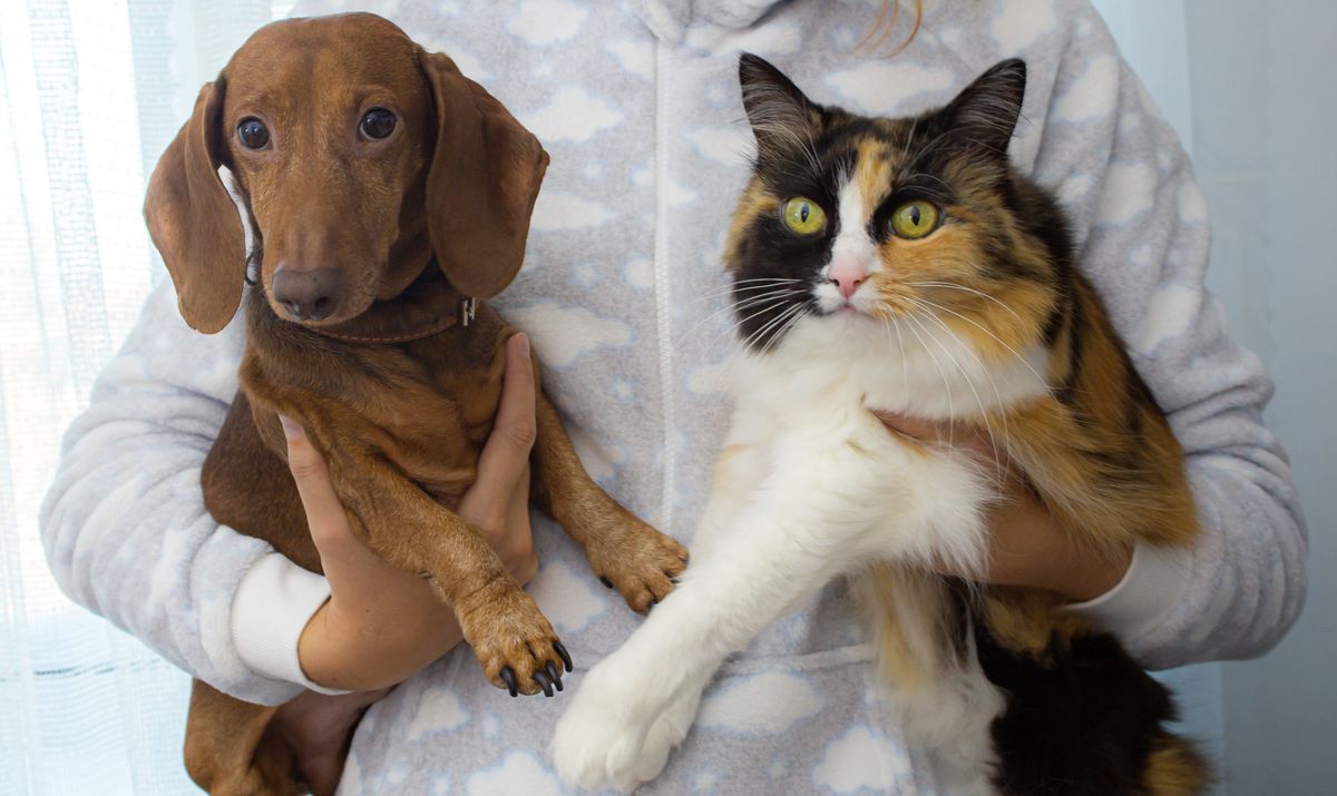 Una persona sostiene con cariño a un perro y un gato