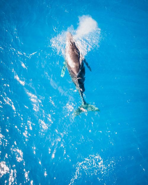 Free stock photo of humpback whale, lahaina, maui Stock Photo