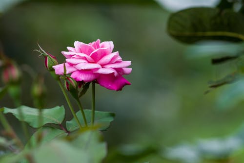 
A Close-Up Shot of a Pink Flower