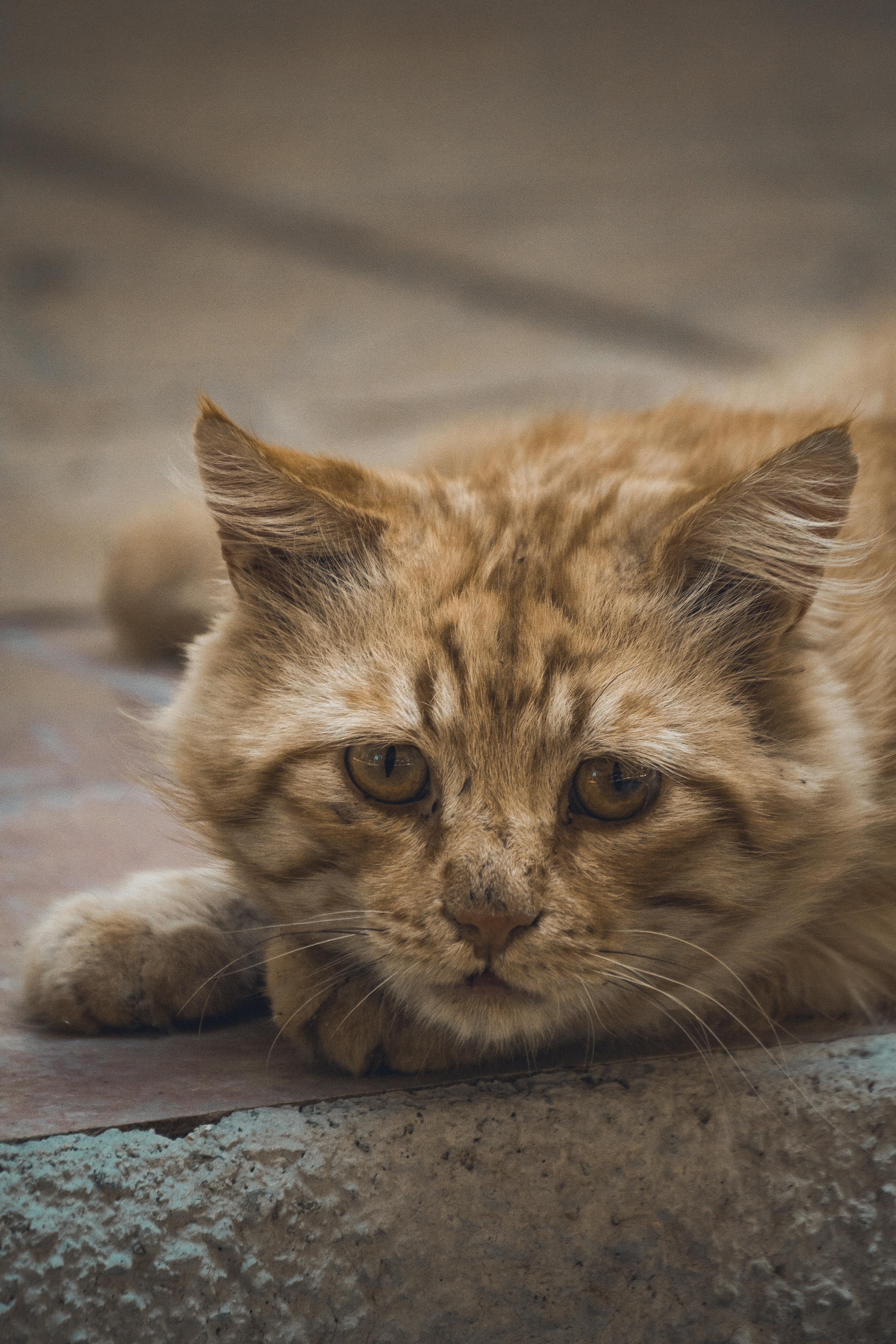 sad kitty
