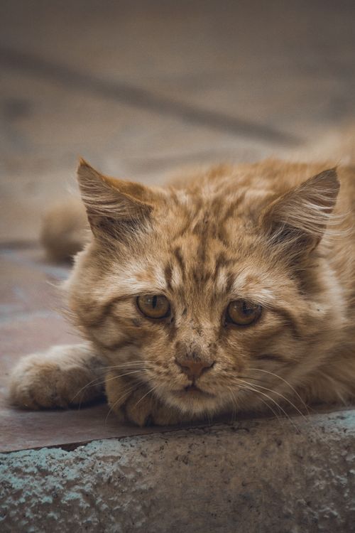 Free Adorable domestic ginger cat with brown stripes and sad gaze lying on tile in street near border on blurred background Stock Photo