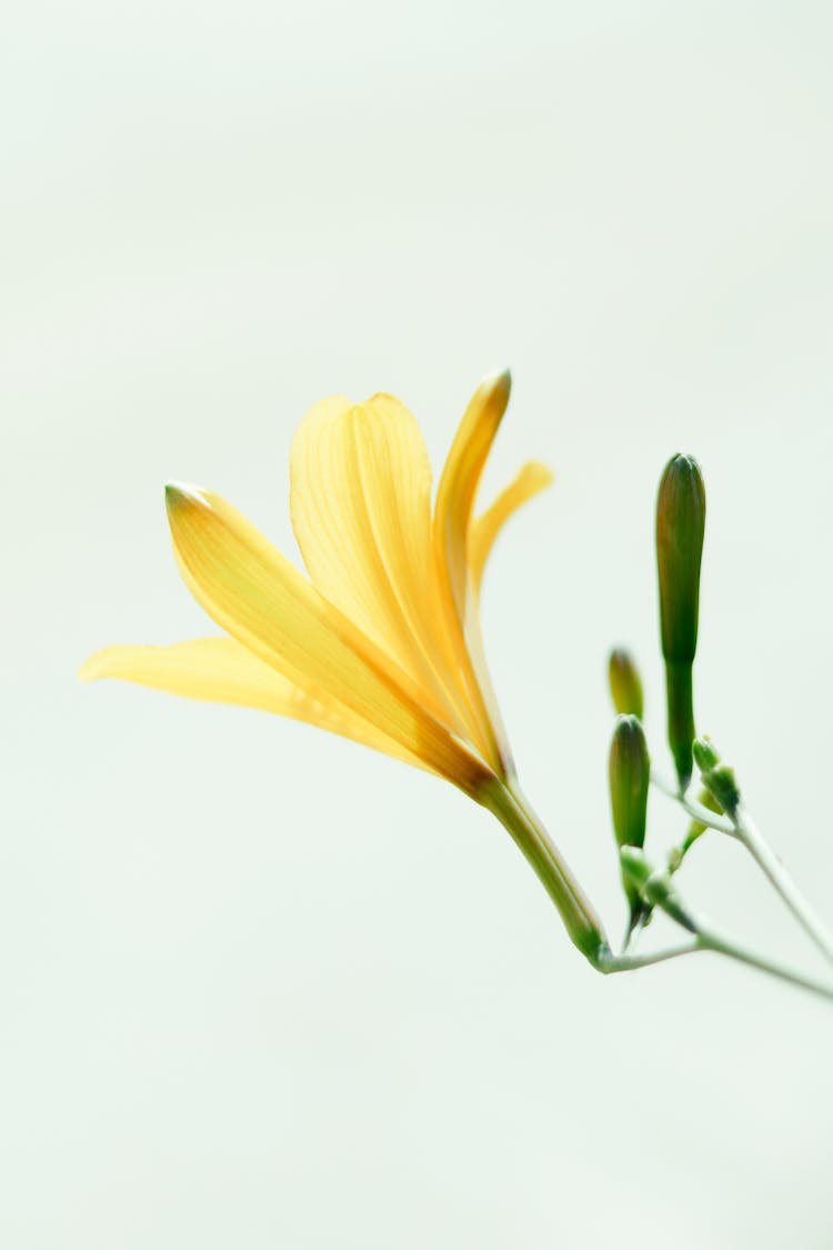 Yellow Lily Against Light Background