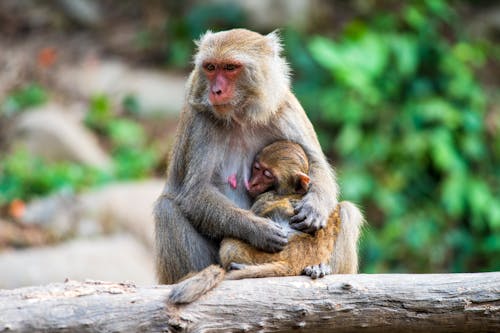ฟรี คลังภาพถ่ายฟรี ของ การถ่ายภาพสัตว์, น่ารัก, ลิง คลังภาพถ่าย
