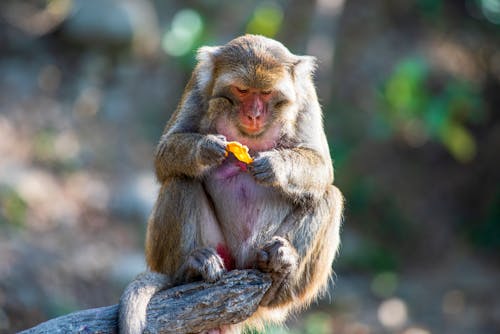 Photo of a Macaque Monkey Holding a Fruit Peel