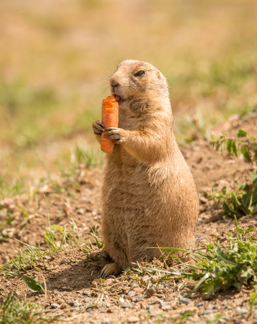 Closeup Photography of Squirrel Biting Orange Food · Free Stock Photo