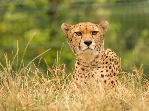 Close-Up Shot of Cheetah on the Grass