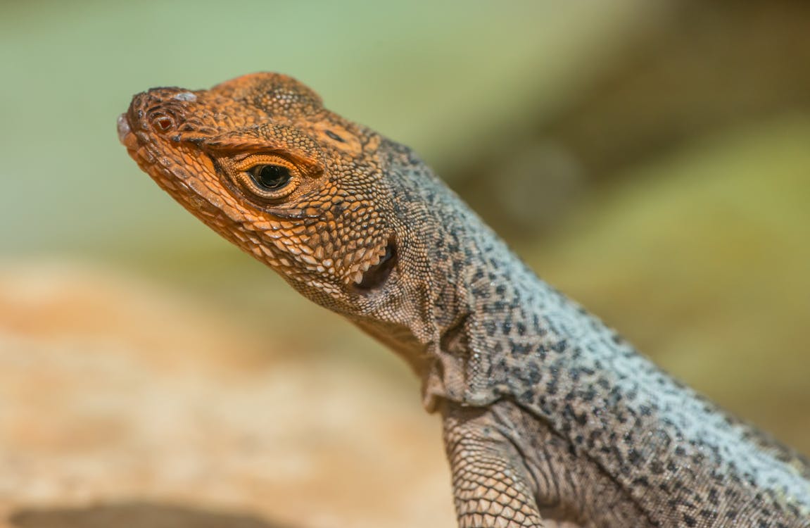 Close Up Photo of a Lizard · Free Stock Photo