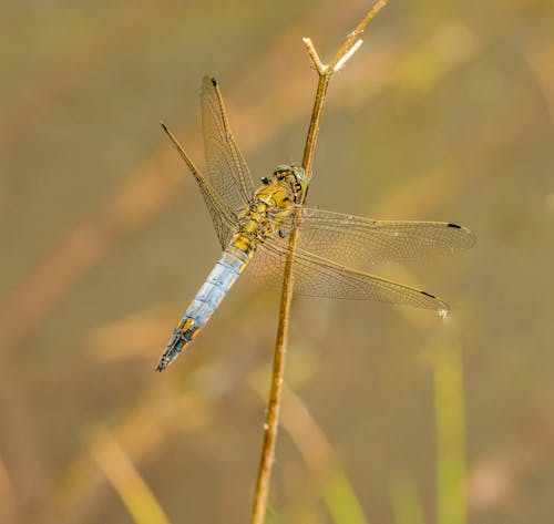 Macro Shot of a Dragonfly