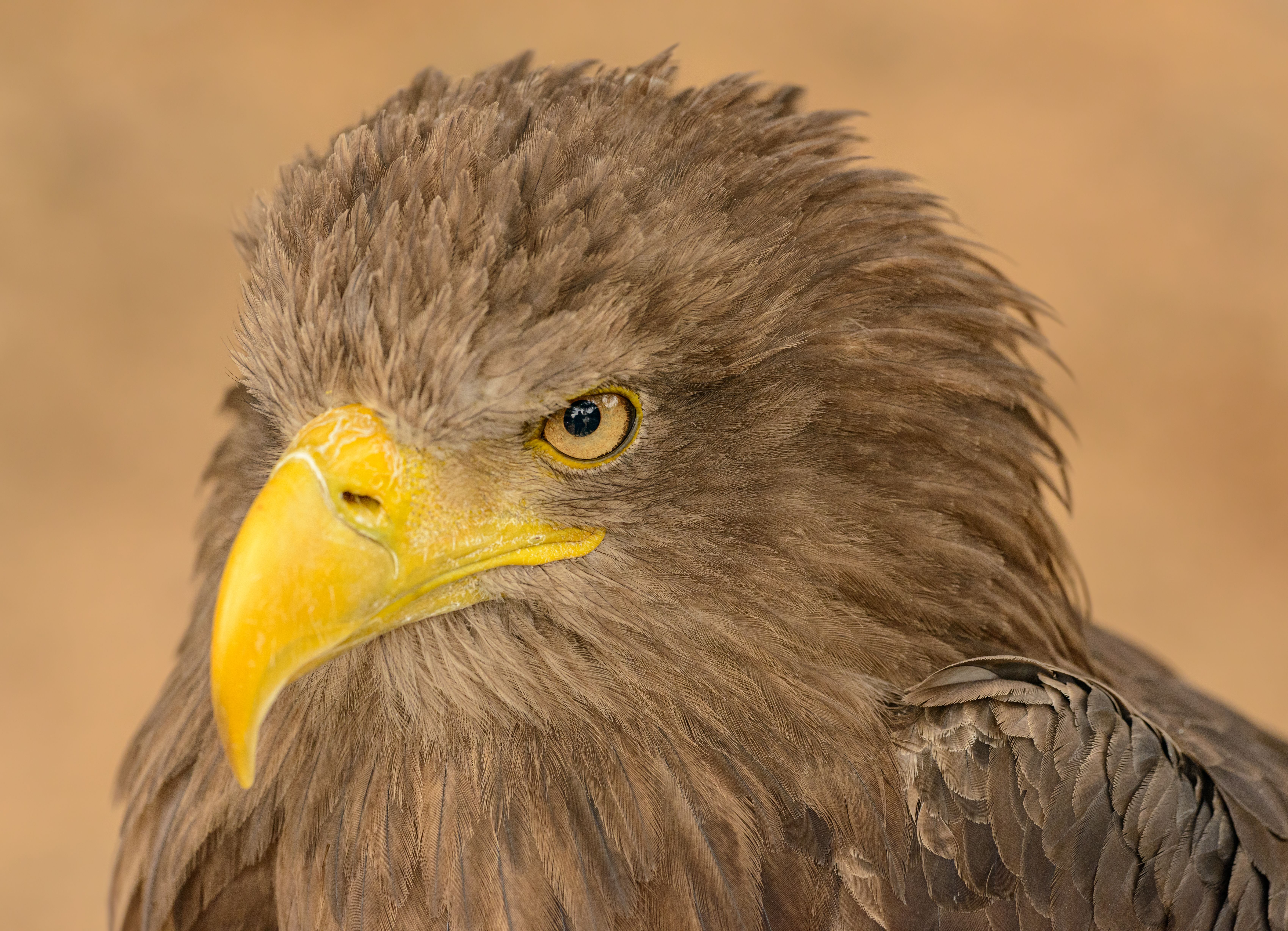 Close Up Photo of an Eagle · Free Stock Photo