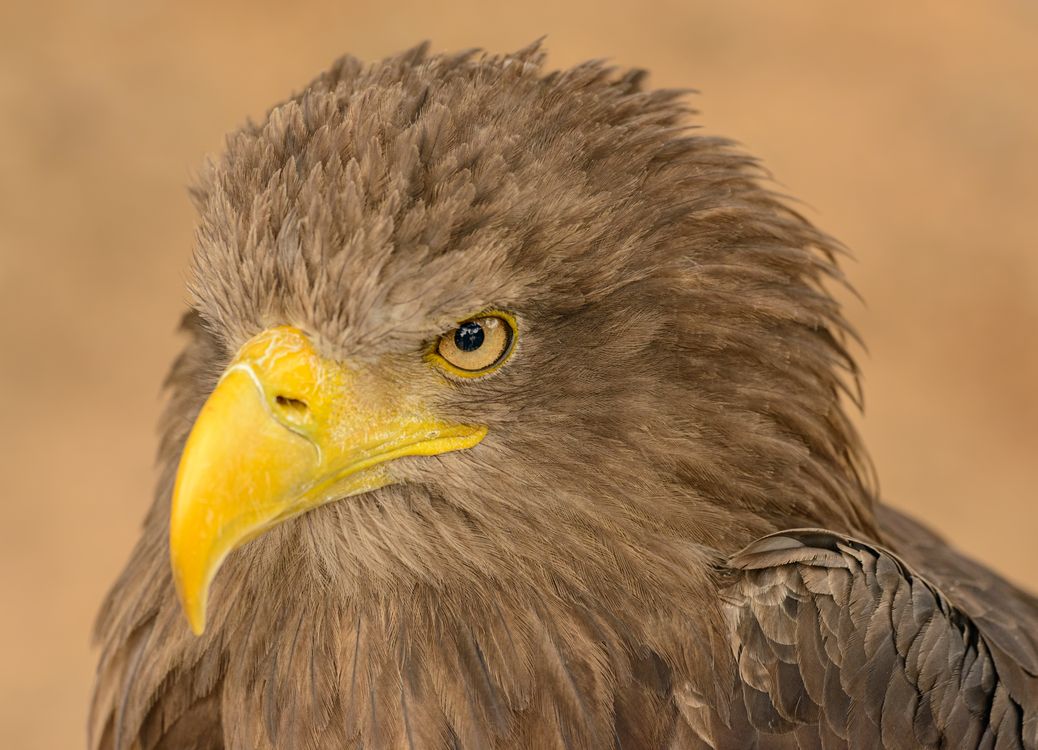 Close Up Photo of an Eagle · Free Stock Photo