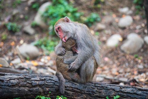 Free Tender moment between macaque mother and baby on a log in Taiwan forest. Stock Photo