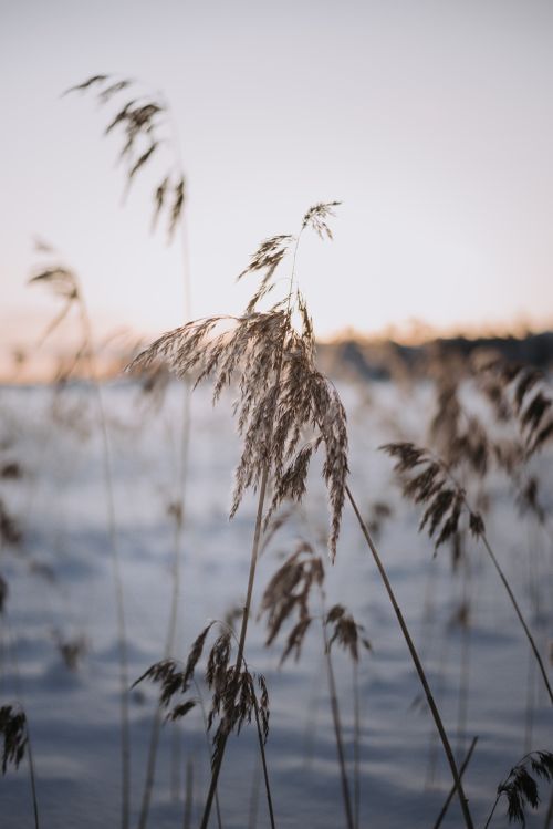 Free Reed grass swaying gently in the winter breeze during sunset, Stockholms län, Sweden. Stock Photo