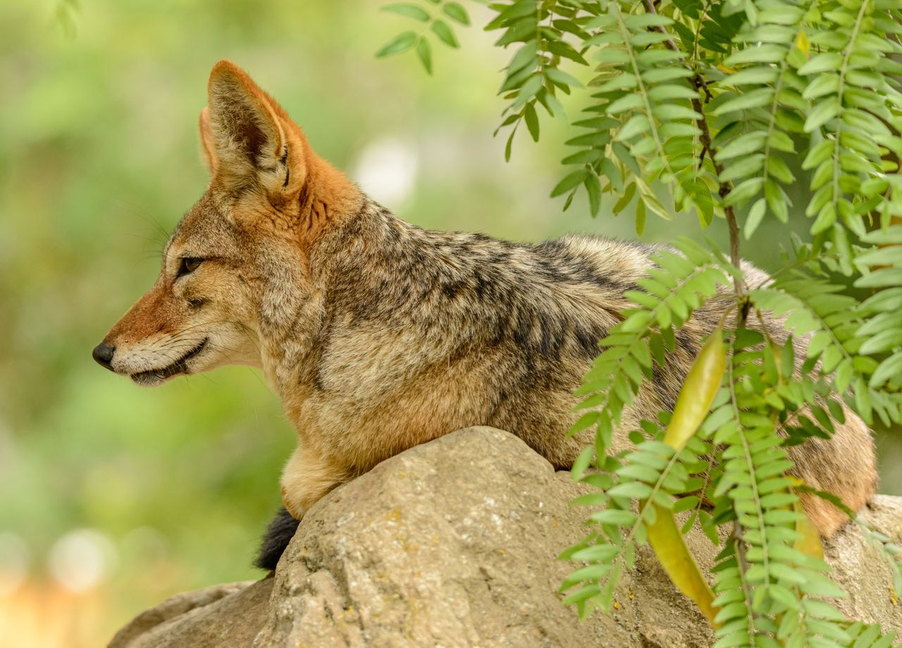 close up of a coyote resting on a rock in natural surroundings with lu