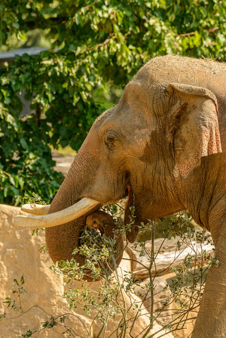 Close-Up Photo Of An Elephant With Tusks Eating Leaves