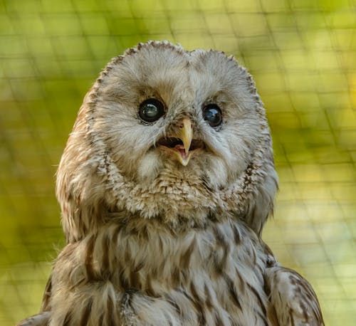 Selective Focus Photo of an Owl's Head