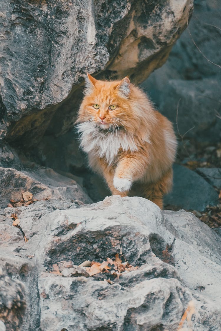 Orange Maine Coon Cat Walking On A Rock