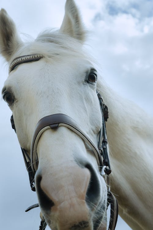 Foto d'estoc gratuïta de animal, bestiar, brida