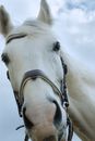 Close Up Photo of a Horse