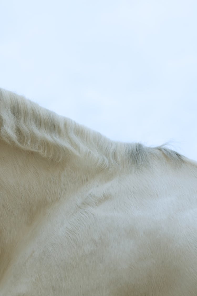 Close Up Photo Of White Horse With Long Mane