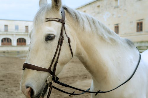 Free White Horse in Close Up Photography Stock Photo