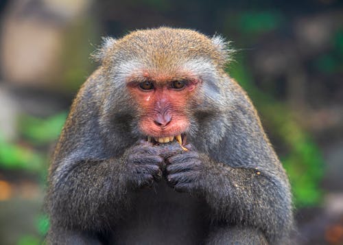Portrait of Monkey Eating