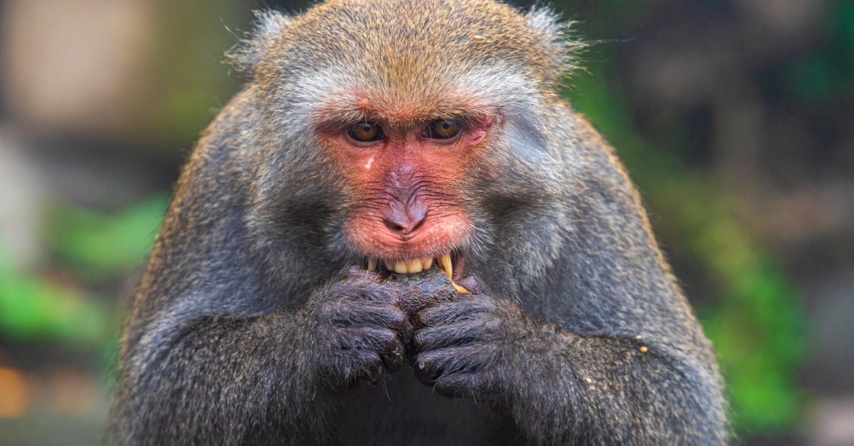 How to become a monkey trainer