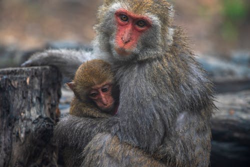 Gratis lagerfoto af abe familie, aber, baggrund Lagerfoto