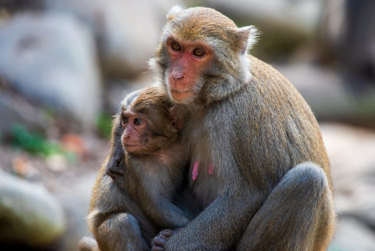 Portrait Of Monkey Family