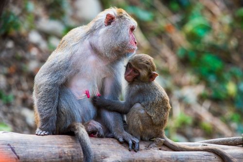 Free A heartwarming scene of a mother macaque and her baby in a natural outdoor setting. Stock Photo