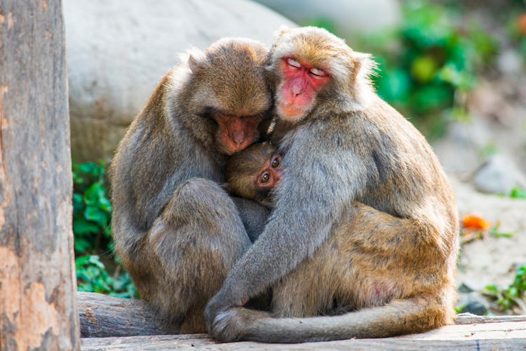 Monkey Family Sitting