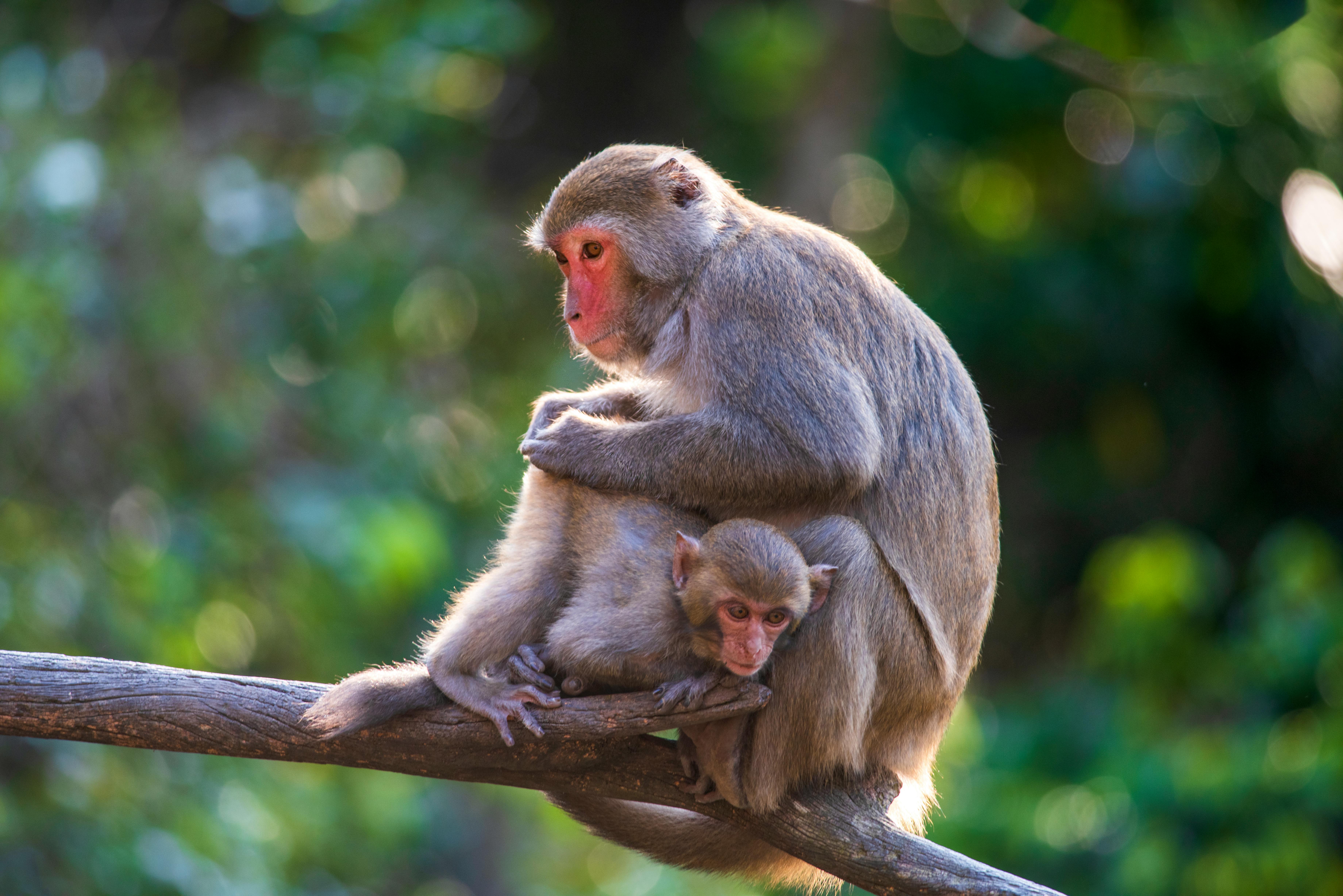 Monkeys Sitting on a Branch · Free Stock Photo