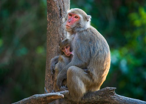 Mother Monkey and Her Baby Hugging Each Other while Sitting on a Tree Branch