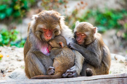 Portrait of Three Monkeys Hugging 