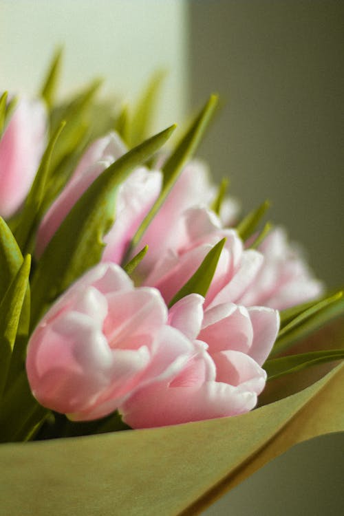 Close-up View of Tulips