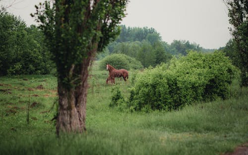 免费 哺乳動物, 樹木, 田 的 免费素材图片 素材图片