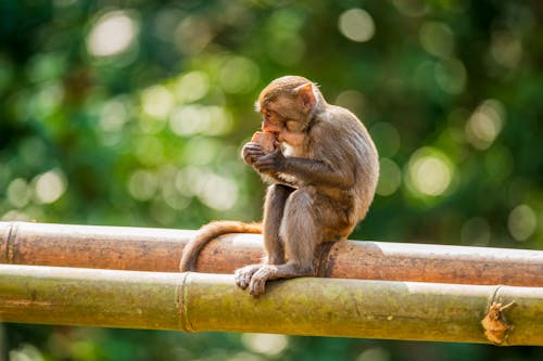 Brown Monkey Eating on Bamboo 