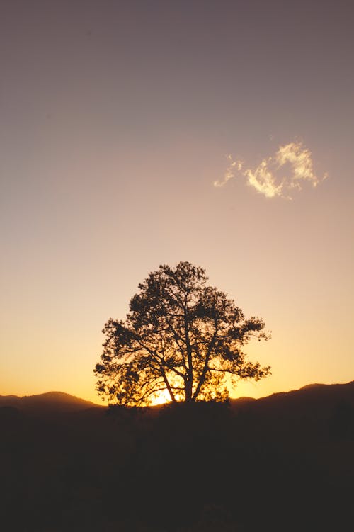 Безкоштовне стокове фото на тему «вертикальні постріл, дерево, Захід сонця»