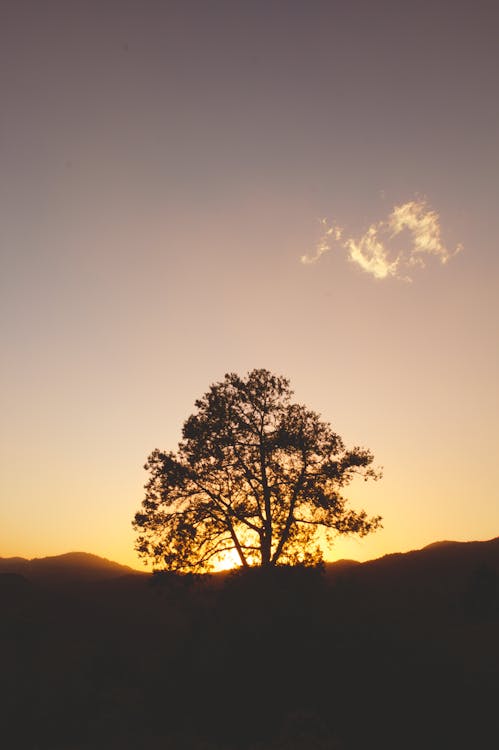 Silhouette of Tree during Golden Hour 
