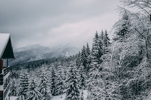 Základová fotografie zdarma na téma bezlisté stromy, borovice, les