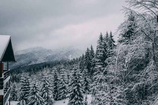 A serene view of a snow-covered forest with pine trees during winter.
