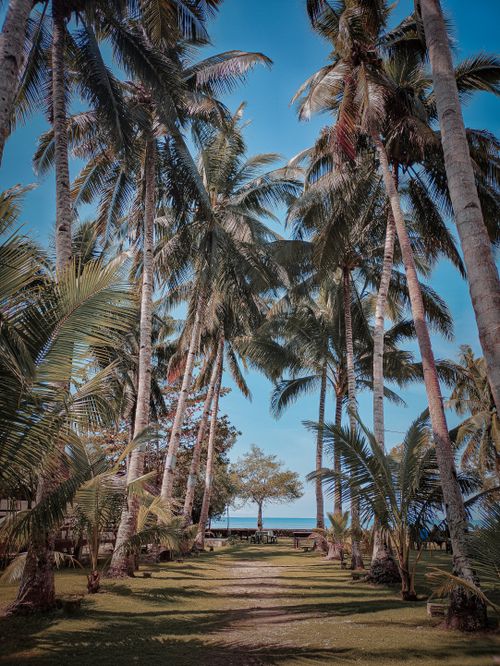 Free A picturesque path lined with palm trees stretching towards a tranquil ocean under a clear blue sky. Stock Photo